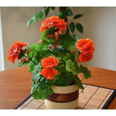 Seelilie 1 Comfortable Σπίτι διακοπών